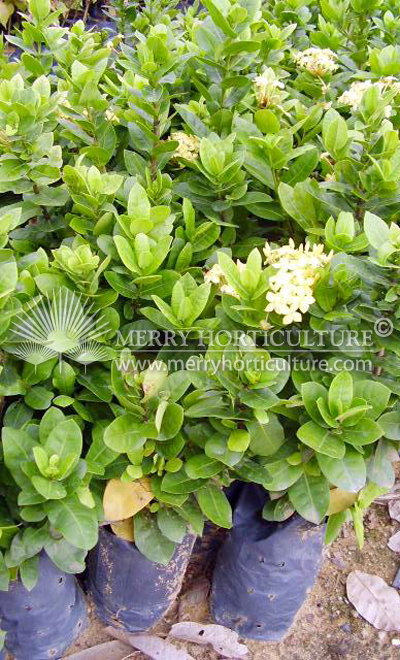 Ixora coccinea yellow